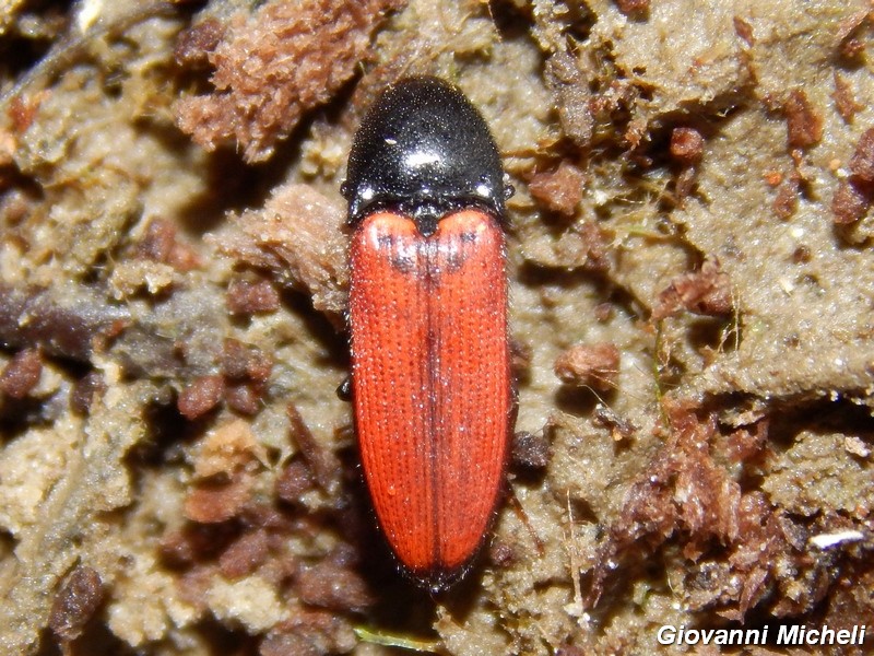 Ampedus sp., Elateridae